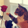 lily_a