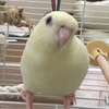 yayo