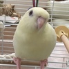 yayo