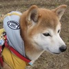 u__akiko